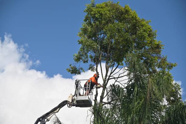 Best Utility Line Clearance  in Glenshaw, PA