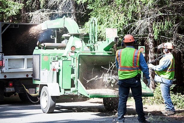 Best Fruit Tree Pruning  in Glenshaw, PA